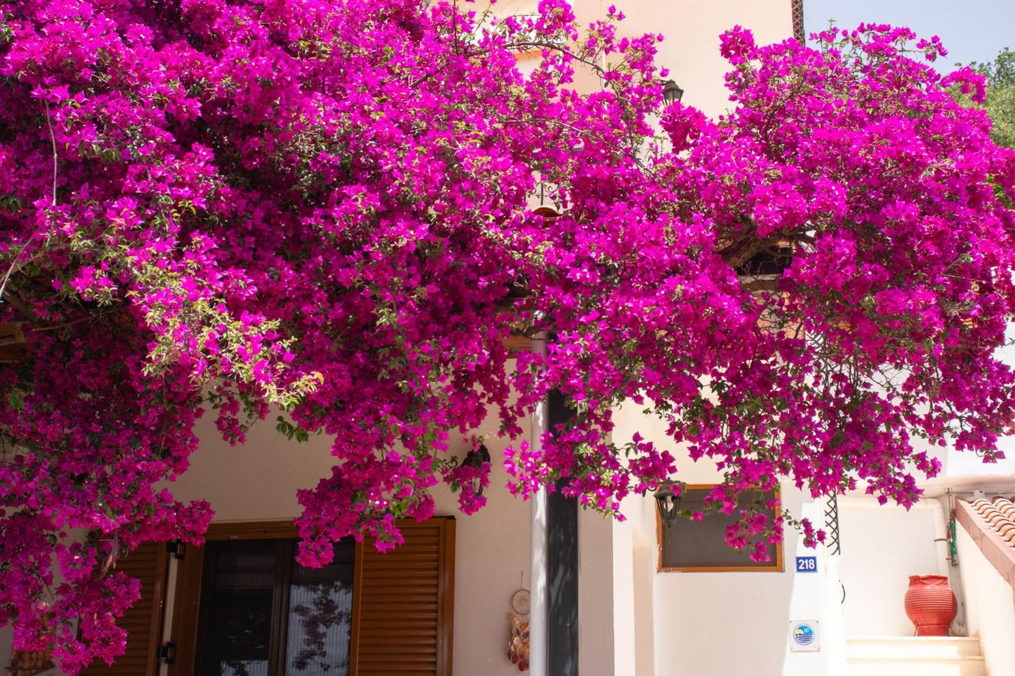 Villa Sissy Studios & Apartments Sívota المظهر الخارجي الصورة